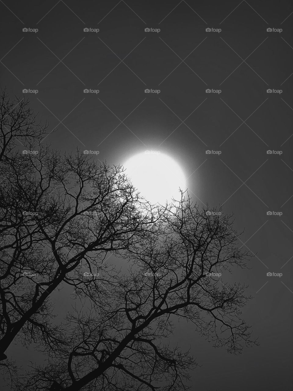 Sun behind tree branches