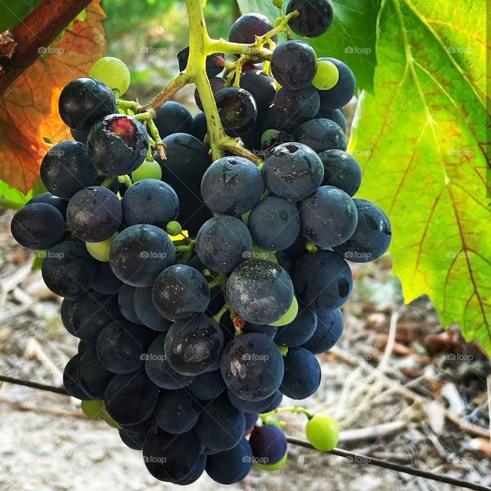 picture of this month