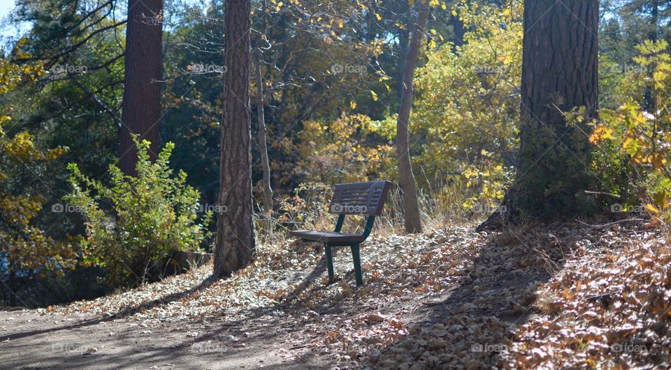 A bench in the Midst of the beautiful forest 