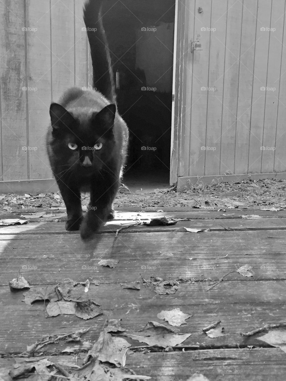 Black cat ready to pounce
