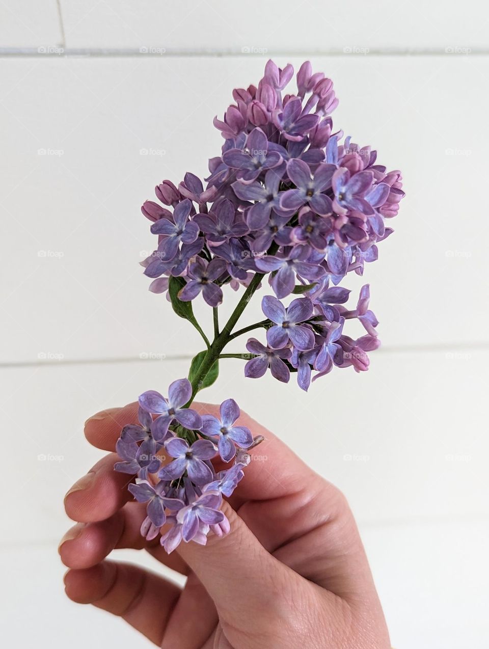 hand holding pretty purple lilac flowers freshly picked with white shiplap background