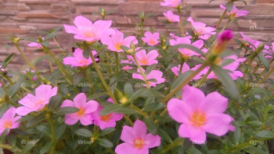 This spring is so perfect and beautiful with the bright colors of flowers blooming