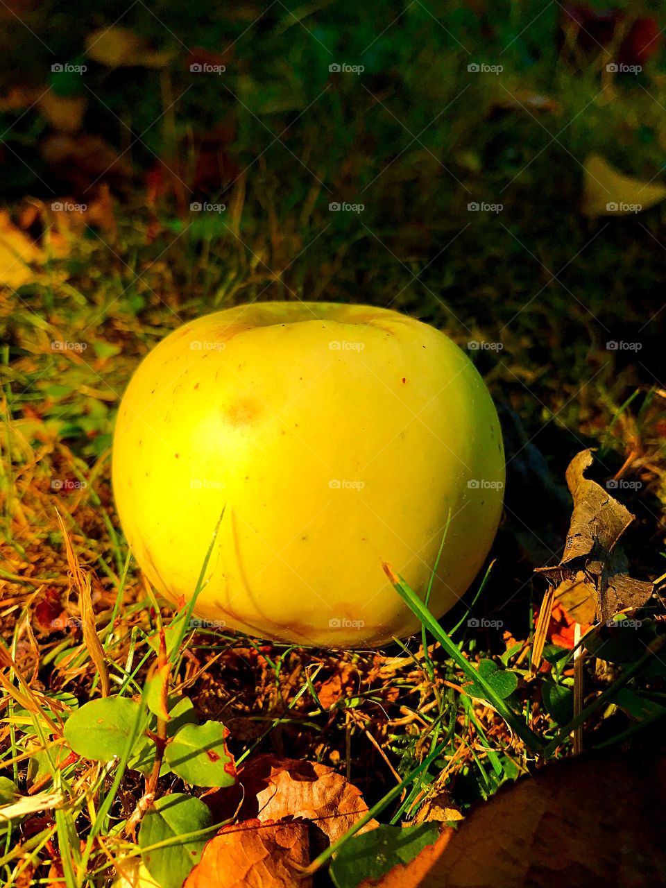 fallen ripe apple