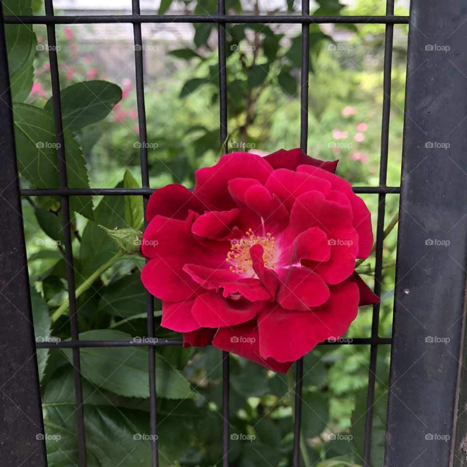 Red rose Through a fence