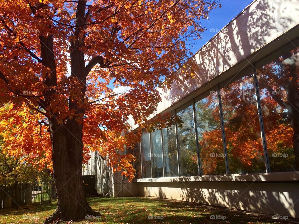 Beautiful Autumn Toronto 