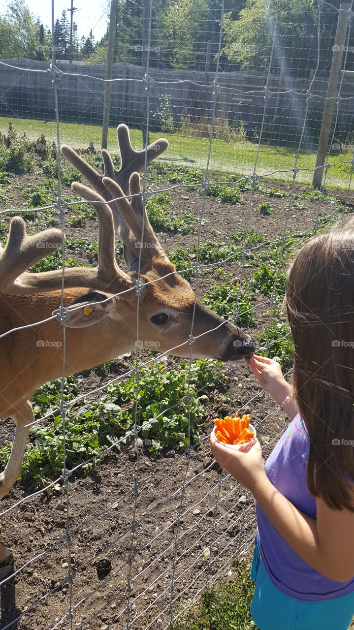 feeding deer