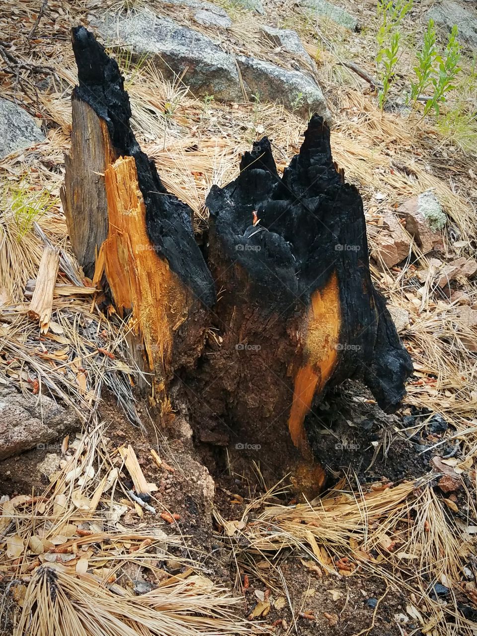 Burned stump