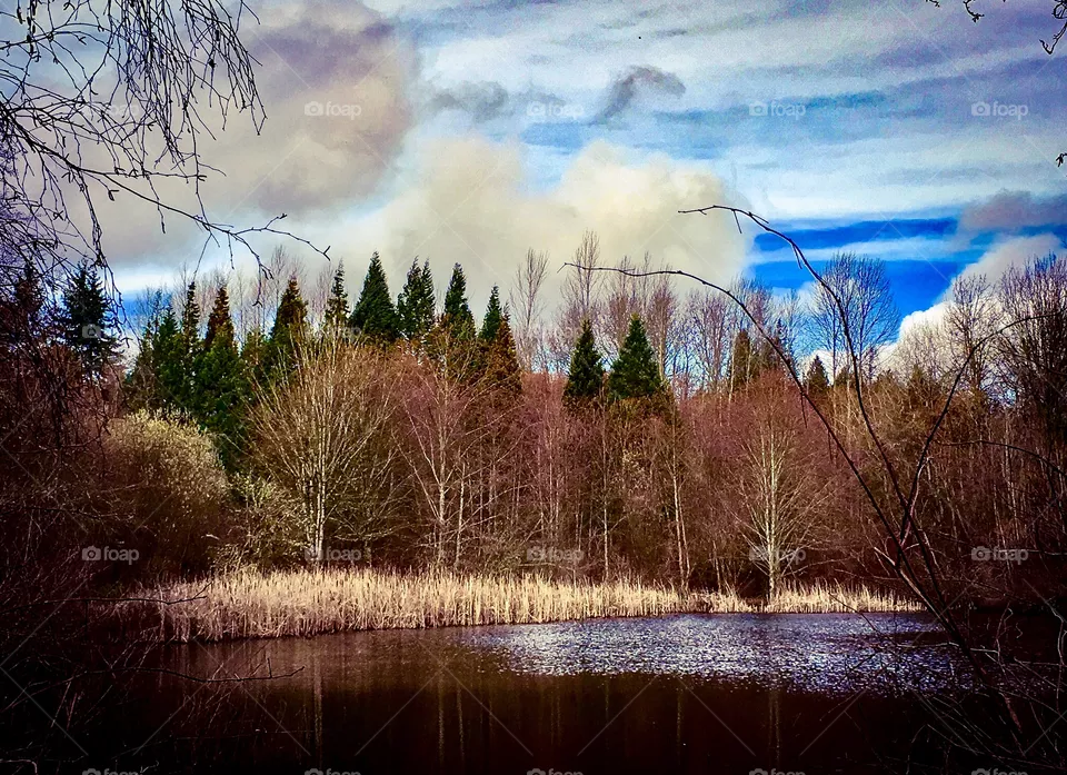 Winter Pond 