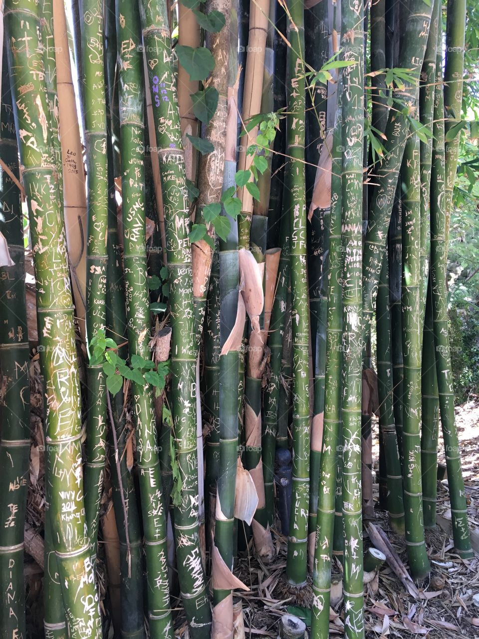 Bamboo Vandalism 
