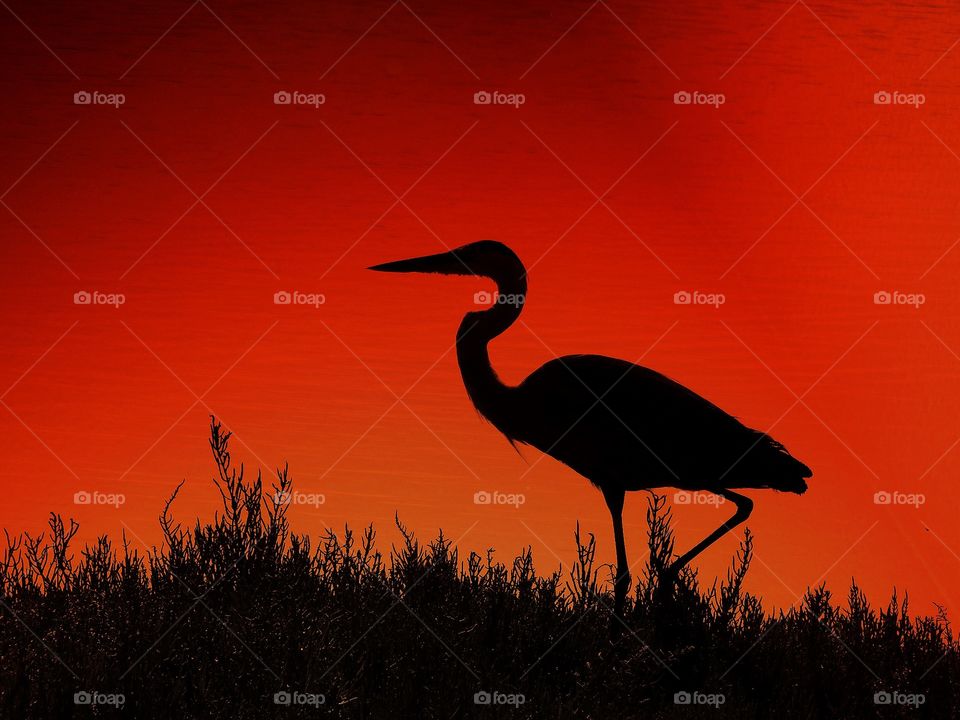 Egret silhouette against red sky