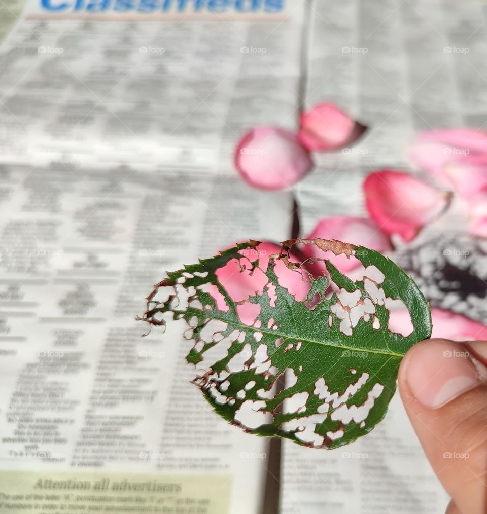 Rose petals on a newspaper with leaf shadow
