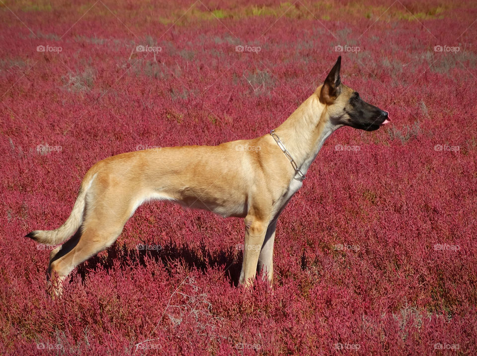 Belgian shepherd malinois dog