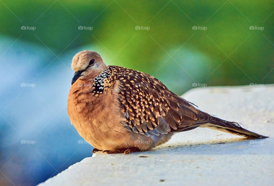 Spotted dove - Sun bask- Early morning 