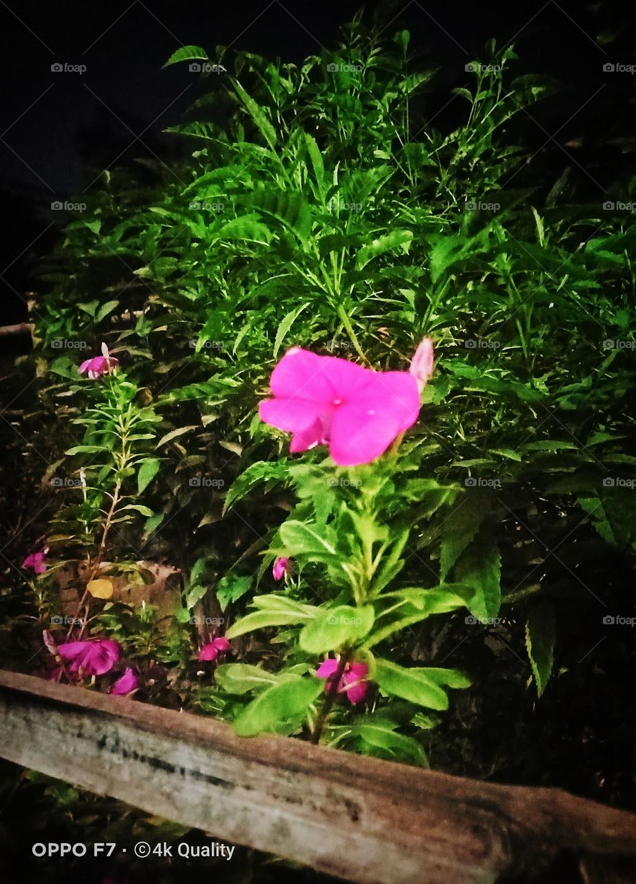 Night Flower Photography