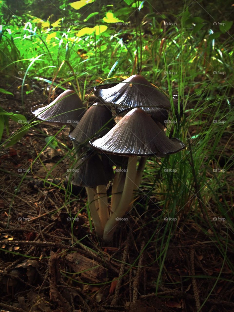 Close-up of a mushroom