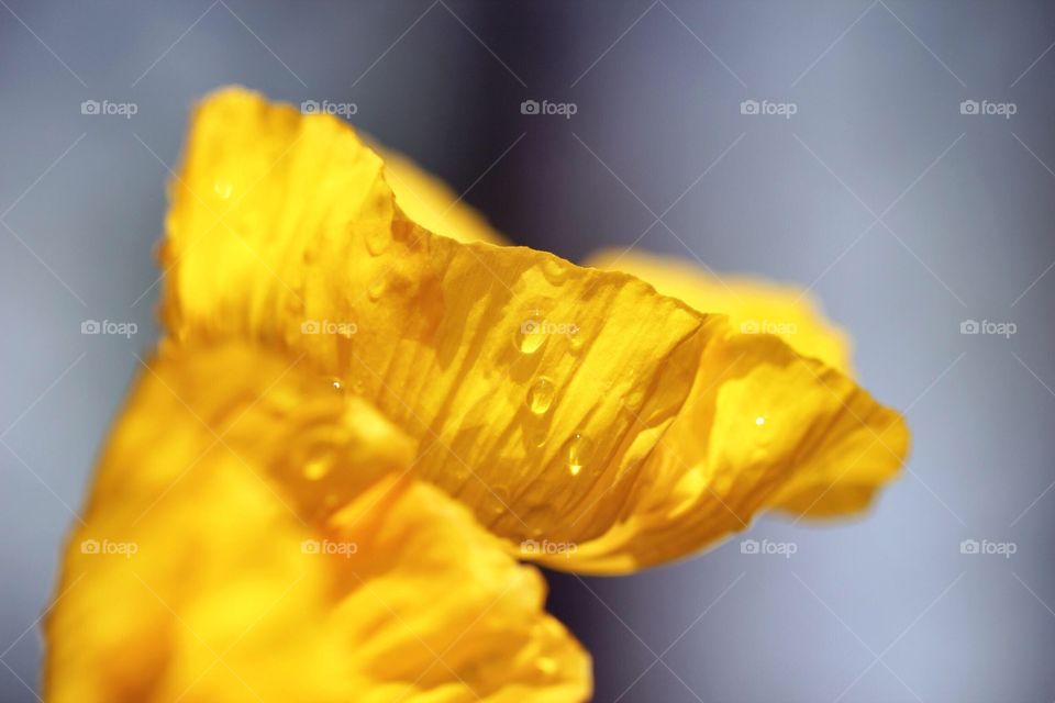 Raindrops on yellow flower