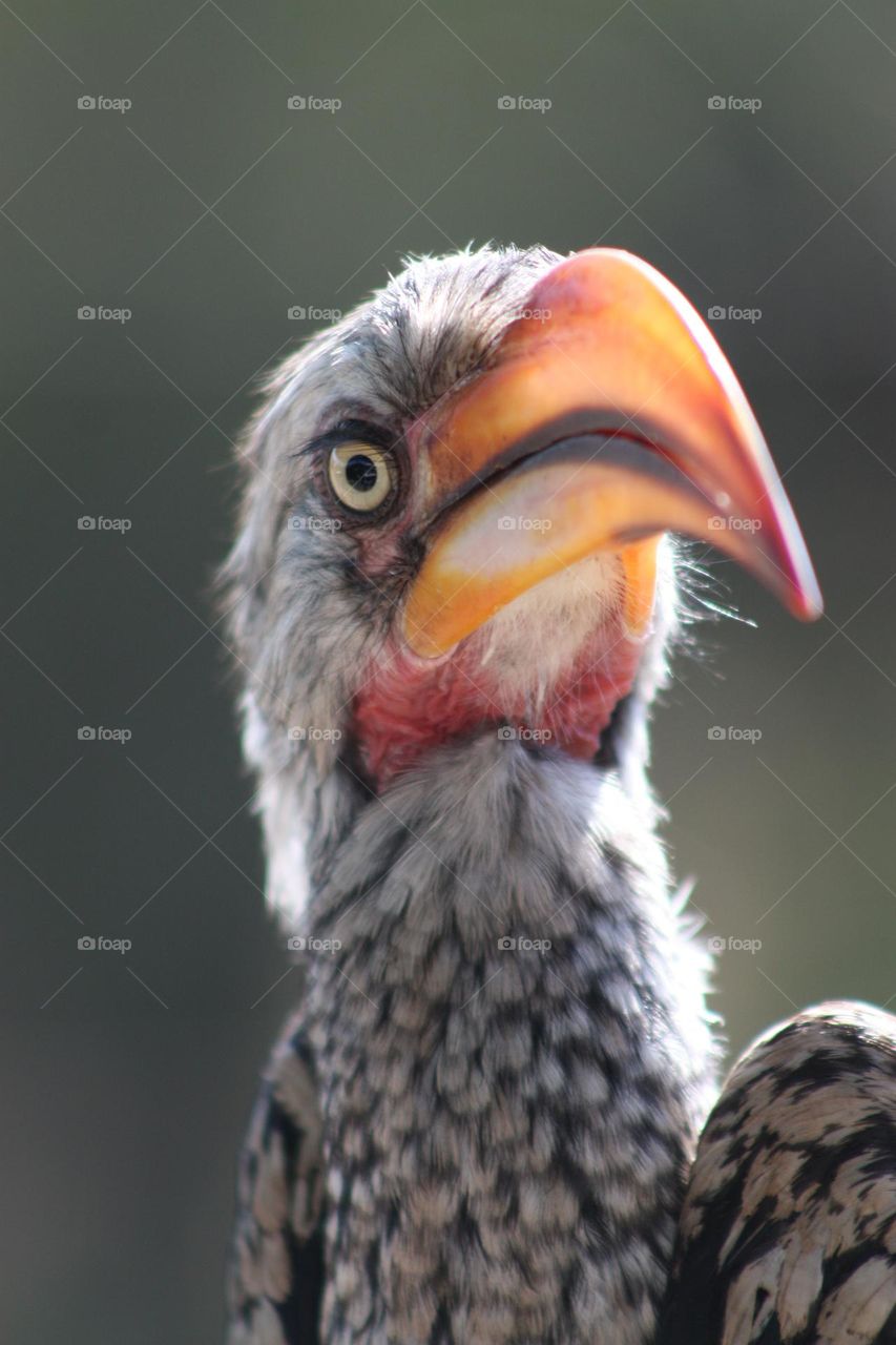 hornbill