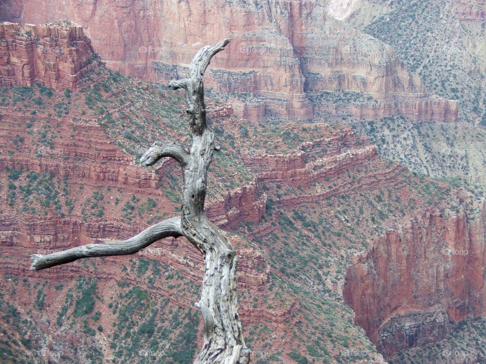 Tree over the Grand Canyon. A lone tree hanging out on the rim of the Grand Canyon