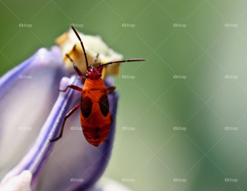 Red beetle