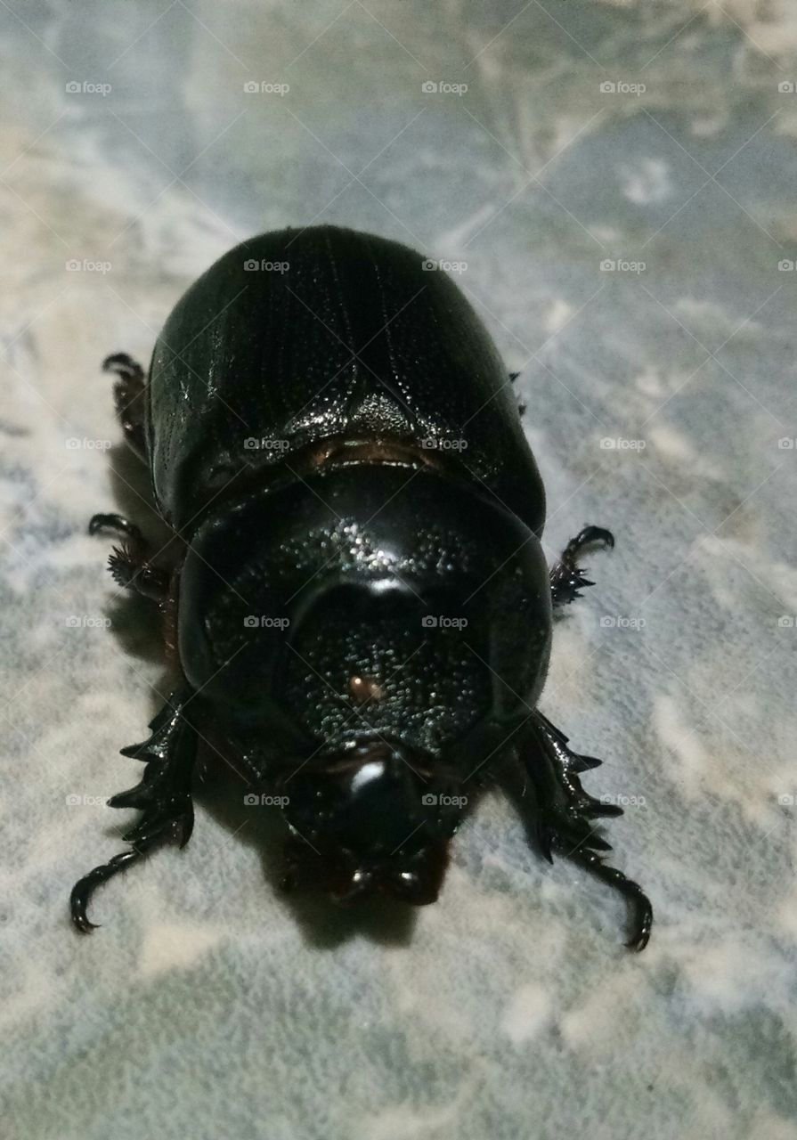 Beautiful black beetle
