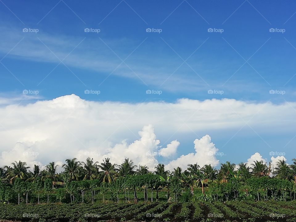 New setup of sweet potatoes farm