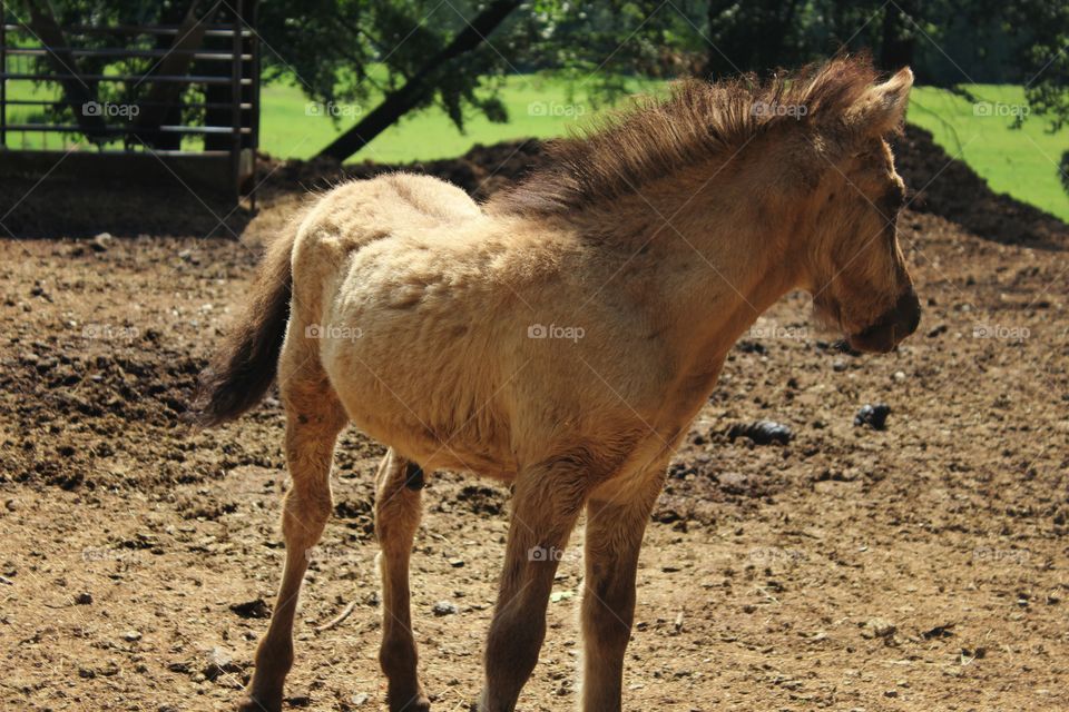 brown horse