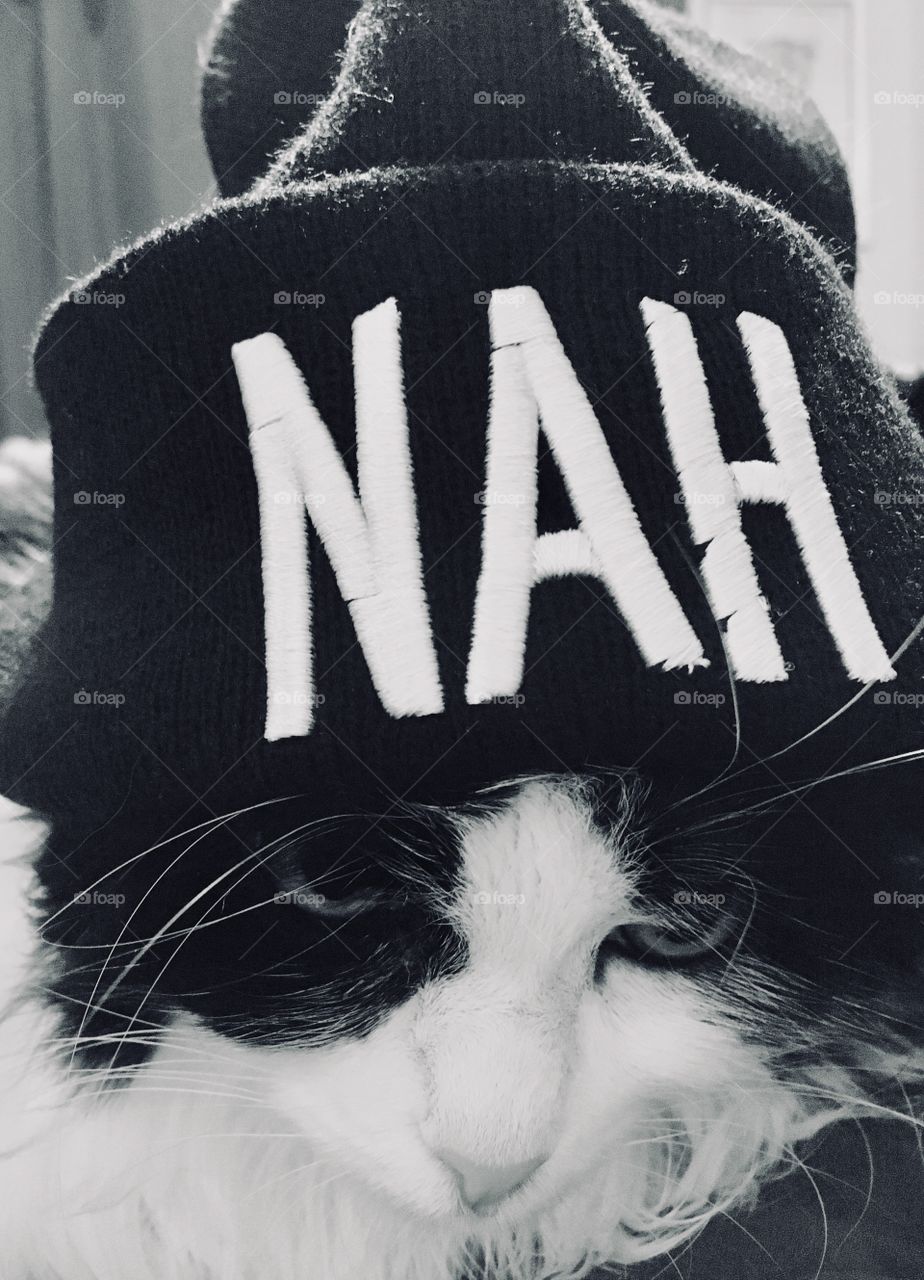 Black and white cat nah beanie