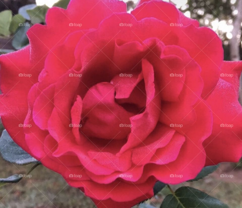 🌹 🇺🇸 Very beautiful flowers to brighten our day.  Live nature and its beauty. Did you like the delicate petals? / 🇧🇷 Flores muito bonitas para alegrar nosso dia. Viva a natureza e sua beleza. Gostaram das pétalas delicadas? 