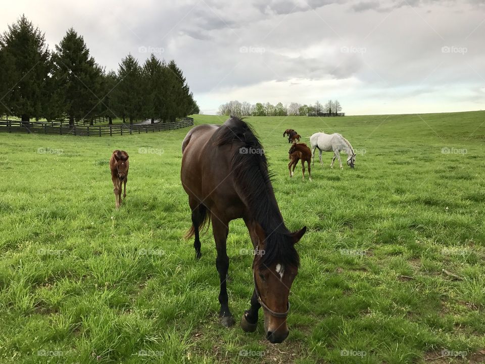 Horse farm in Lexington, KY