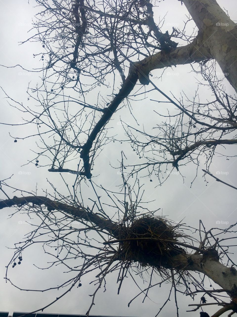 A nest among the branches of a tree