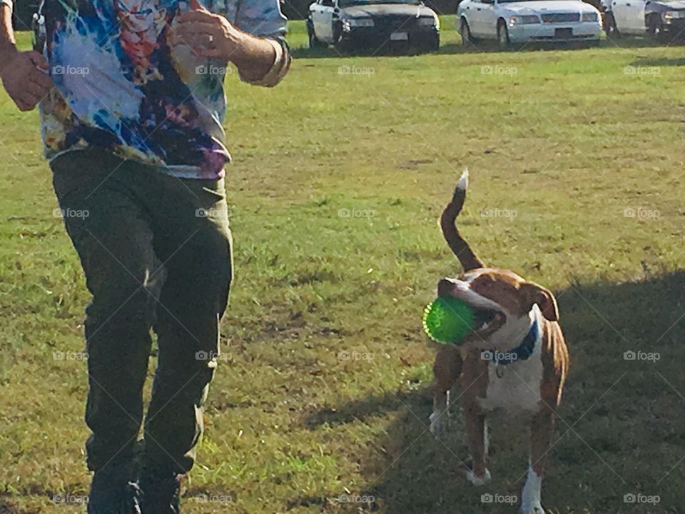 Rescue red nose pitbull running with owner