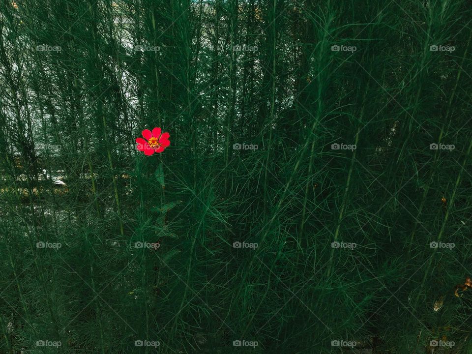 single flower on green background