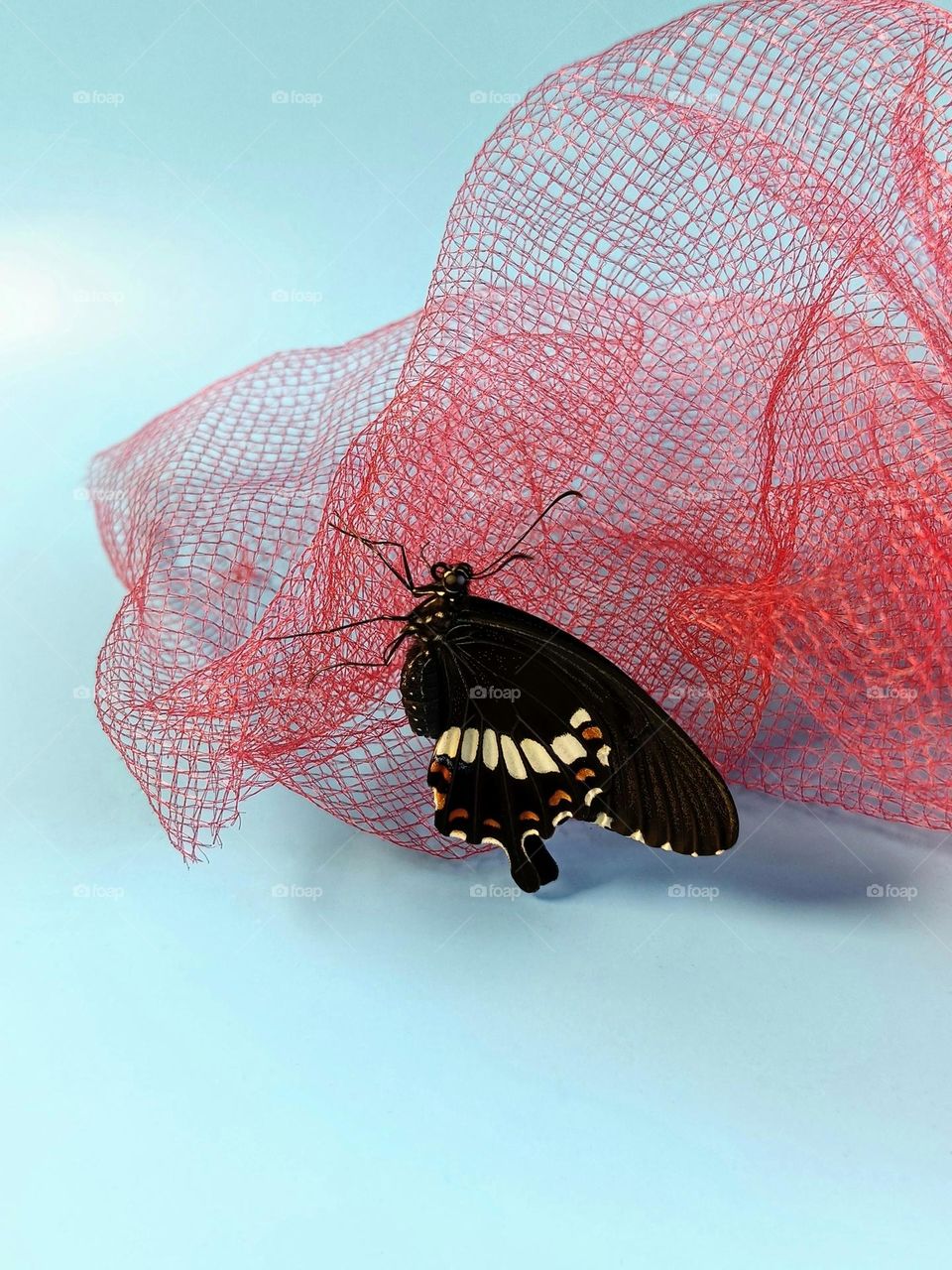 A Just emerged Common Mormon Butterfly (Papilio Polyester) rest on the red net.