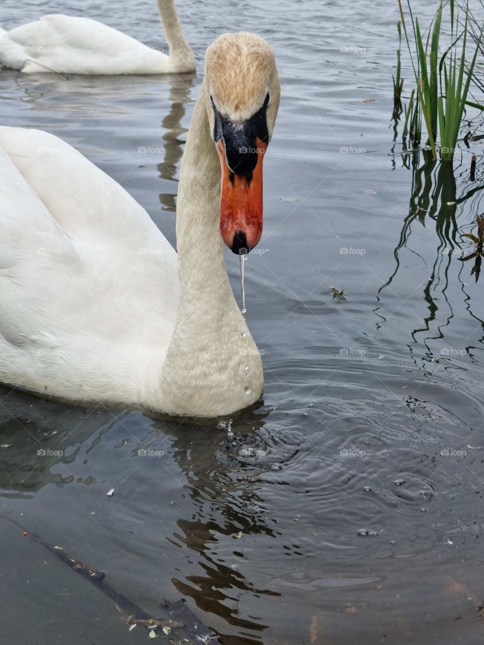 swan