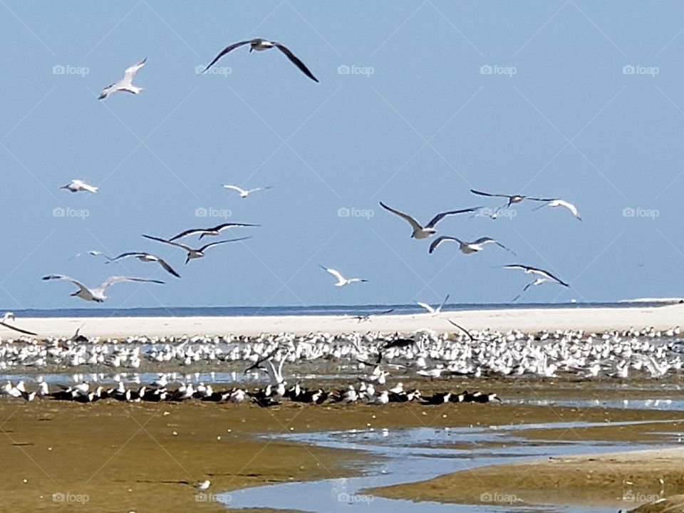 Birds at the ocean