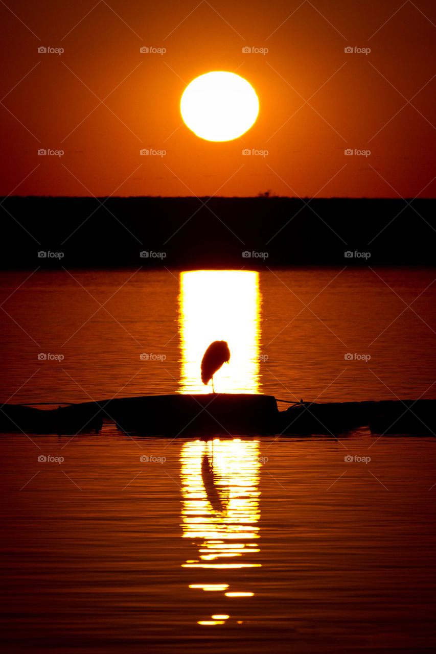 sunset water lake bird by jcha771331
