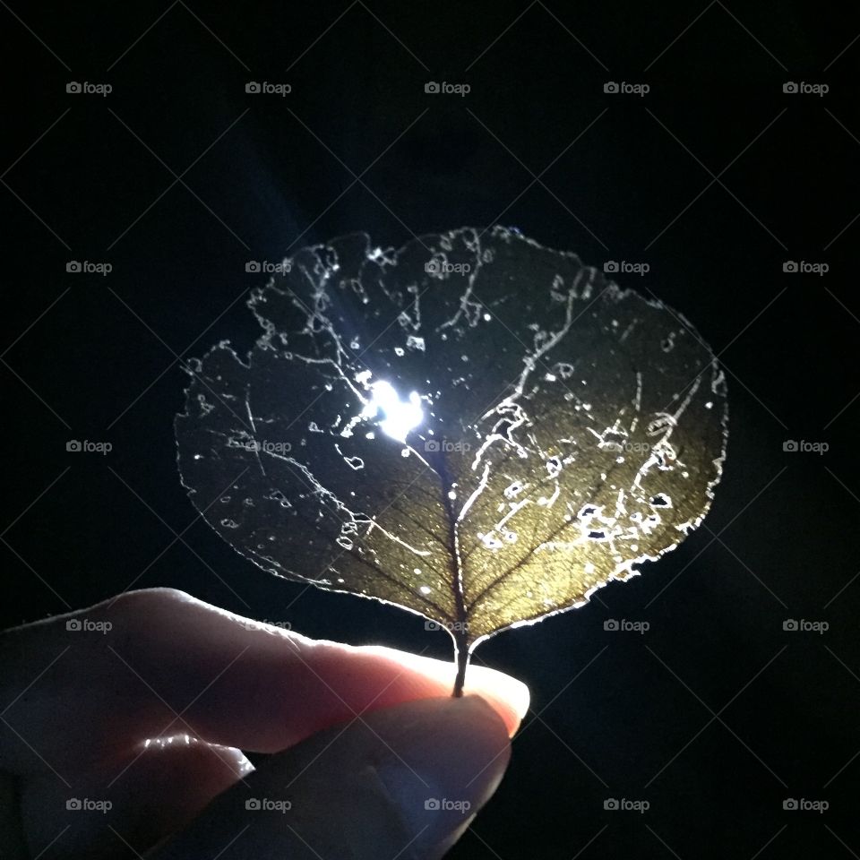 A leaf in the night 