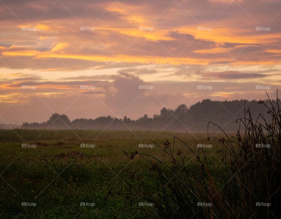 Wetland sunset