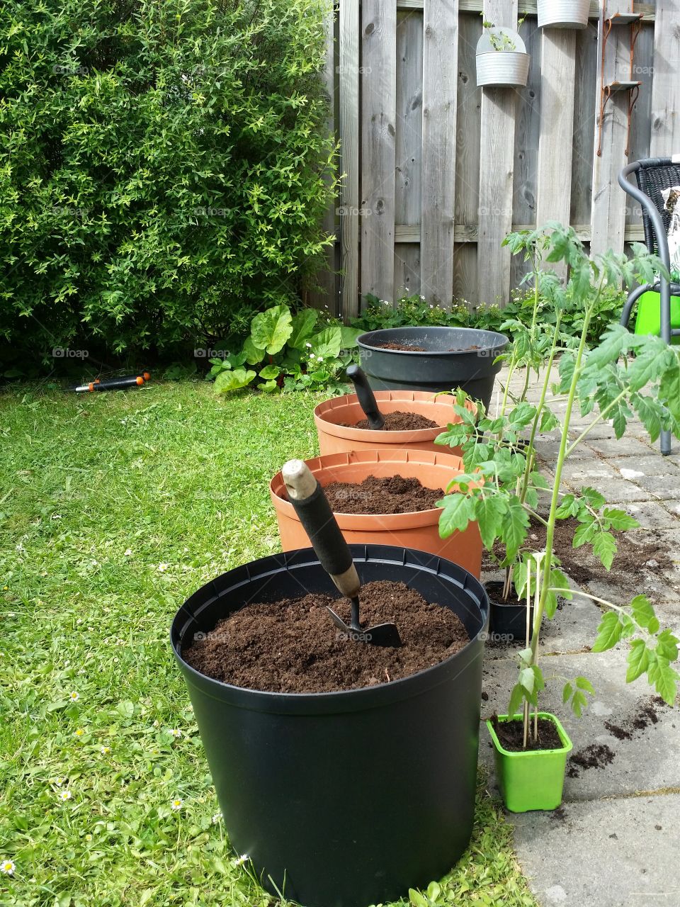 Gardening - Planting tomatoes