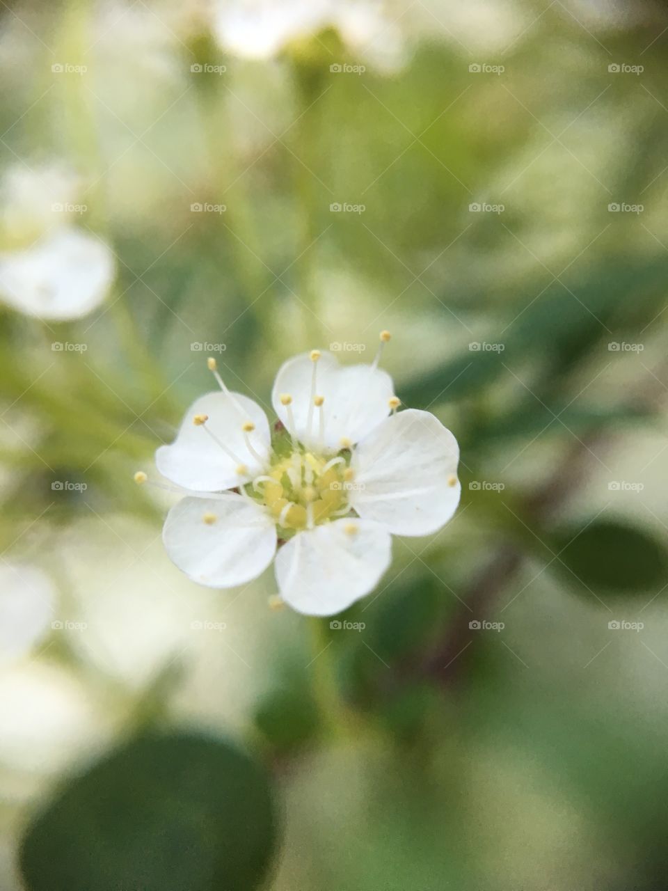 White flower closeup