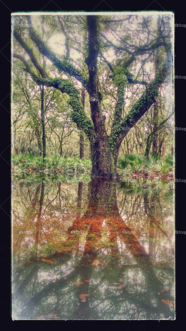 Picture frame of trees reflecting on lake