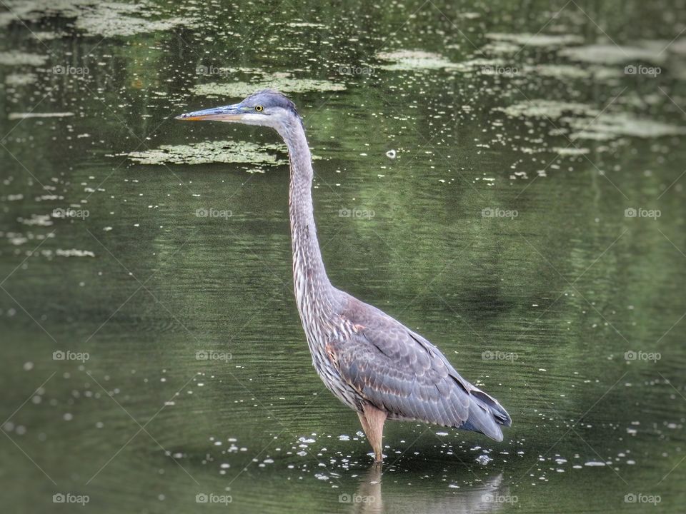 Heron Boucherville Québec 