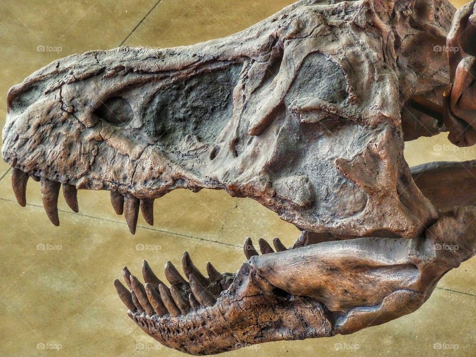Fossil Tyrannosaur Skull

