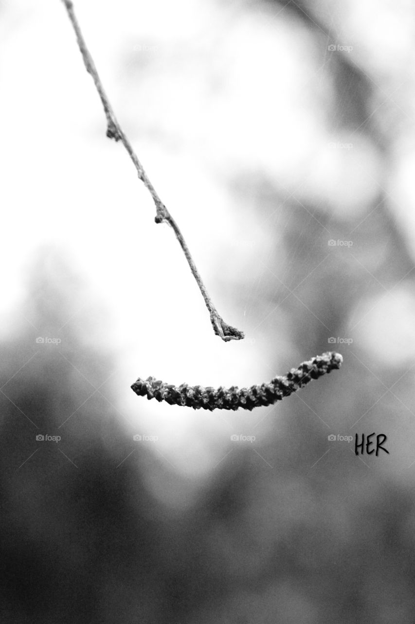 suspended seeds in black and white