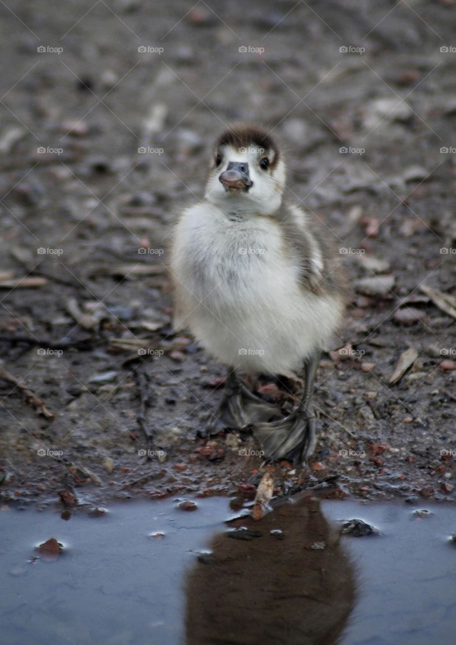 Young and bold duckling