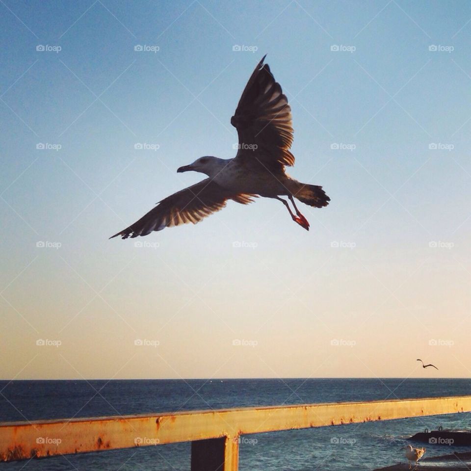 Bird, Water, Seagulls, Sky, No Person