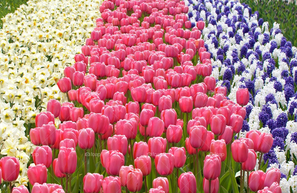 Tulips