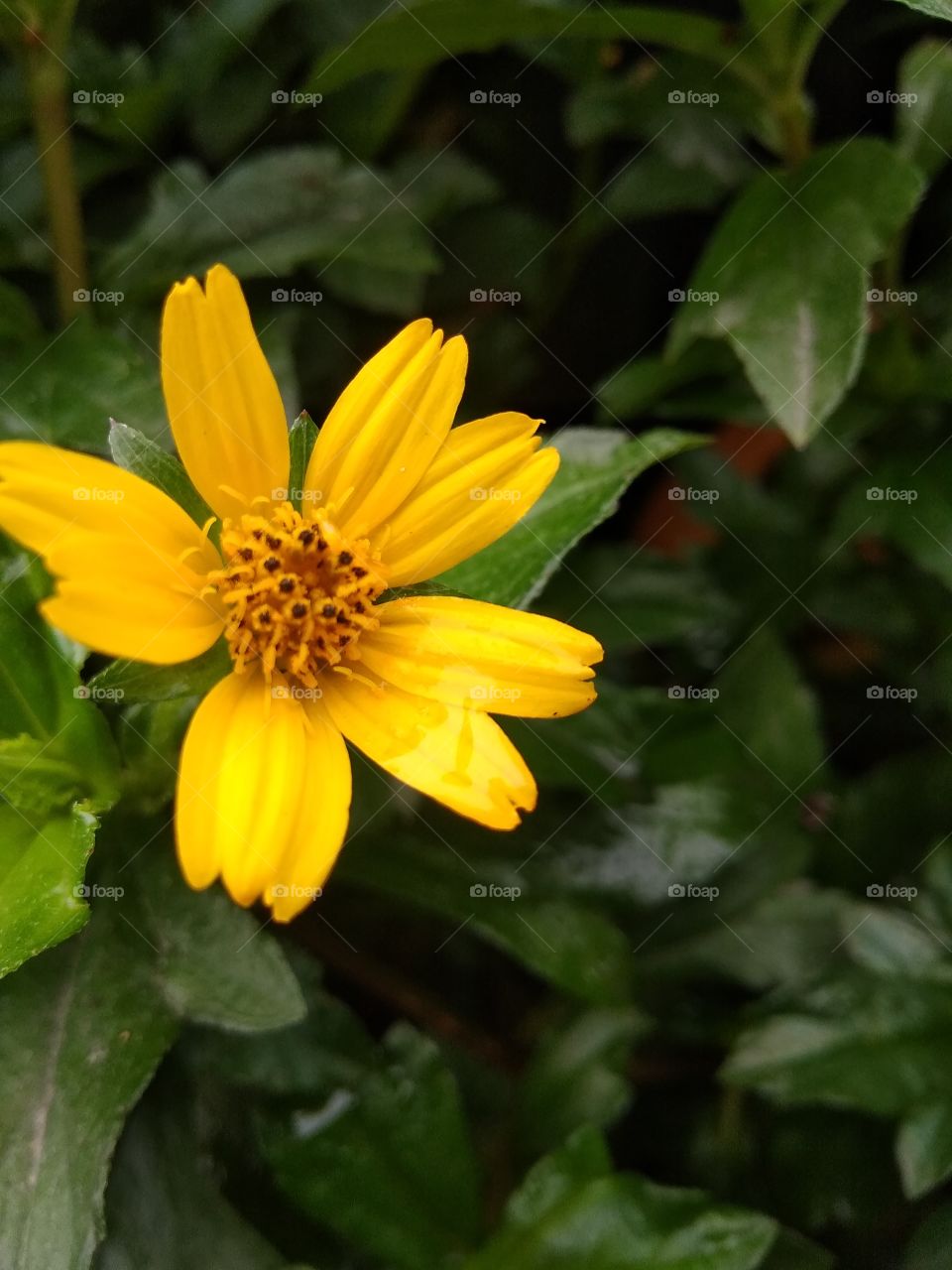 yellow sunflower in the garden