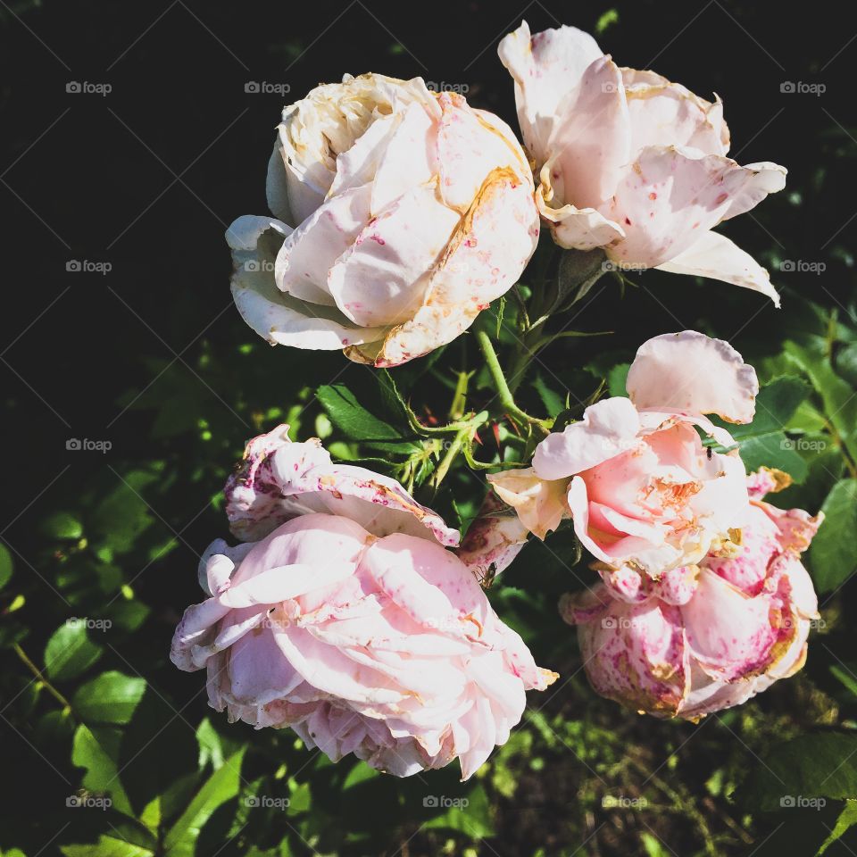 background view landscape beautiful bushy varietal pink roses in the botanical garden in summer