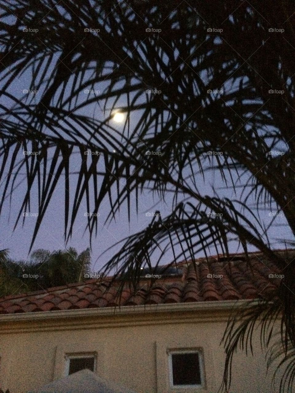 Palm moon
